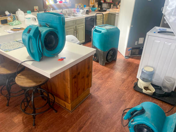 Best Mold removal after water damage  in Island Walk, FL