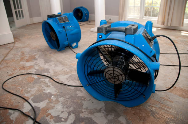 Best Water damage cleanup near me  in Island Walk, FL
